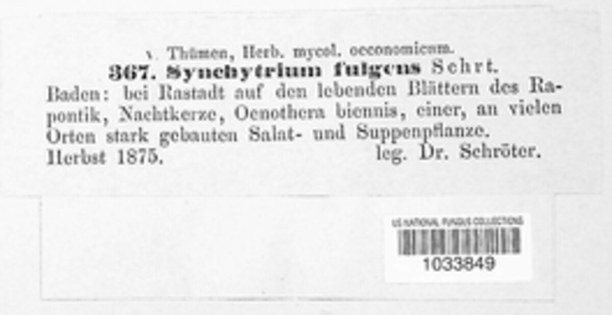 Synchytrium fulgens image